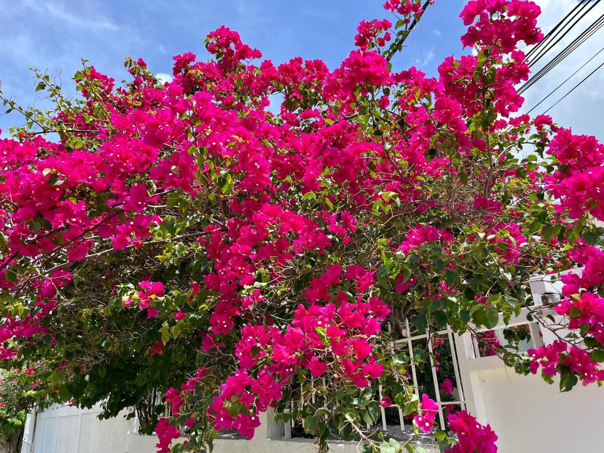 Les Villas Du Bambou - Villa Paprika Jusqu'A 6 Pers ル・ゴジエ エクステリア 写真